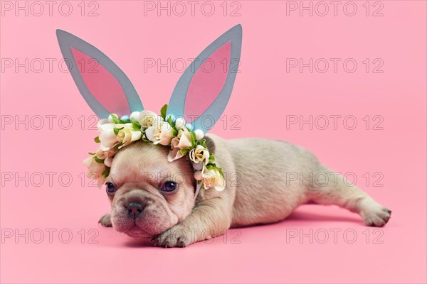 French Bulldog puppy dressed up as easter bunny with blue paper rabbit ears headband with flowers on pink background