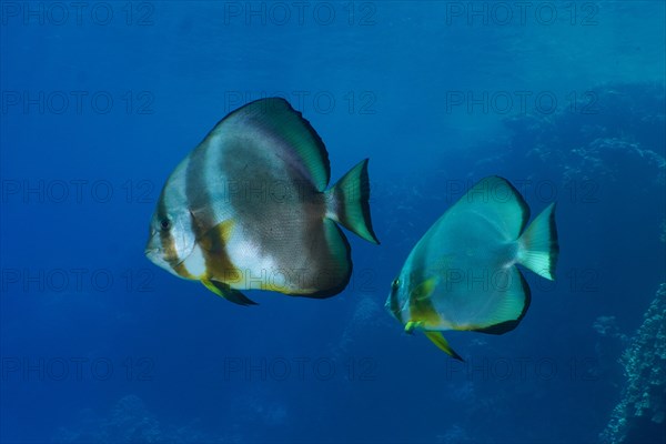 Two specimens of orbicular batfish