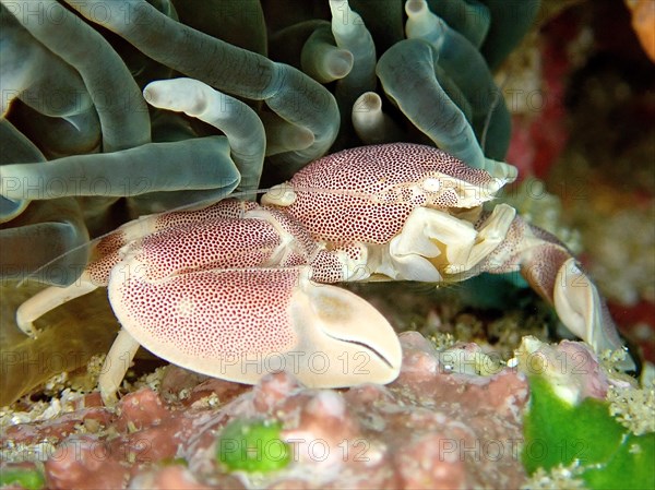 Spotted Porcelain Crab