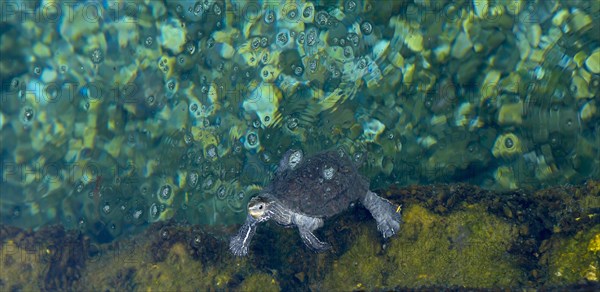 Turtle in the water