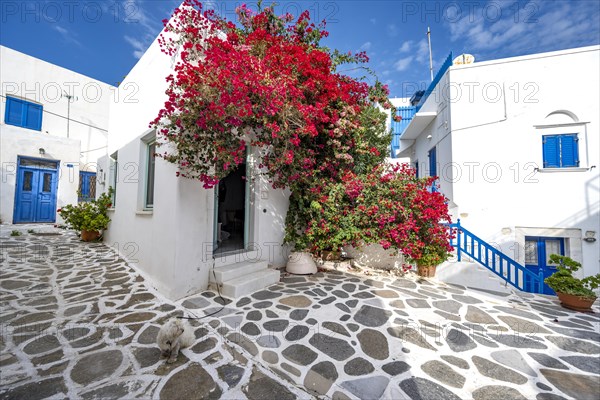 White Cycladic houses with red bougainvillea