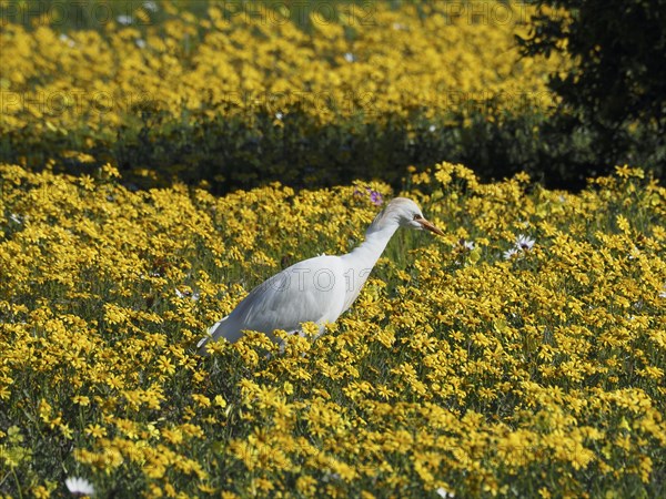 Yellow-billed egret