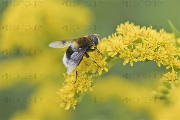 Bumblebee wedgewing