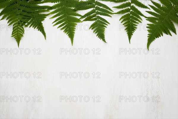 Flat lay fern leaves with copy space