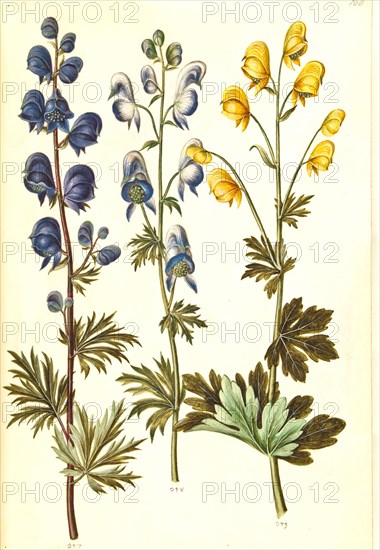 Blue monkshood