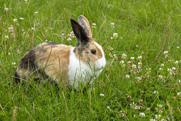 Dutch rabbit sitting in the grass