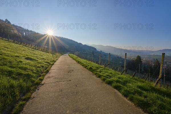 Vineyard path