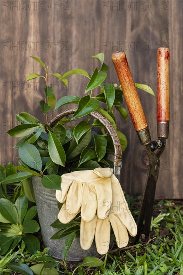 Plants pot with watering can