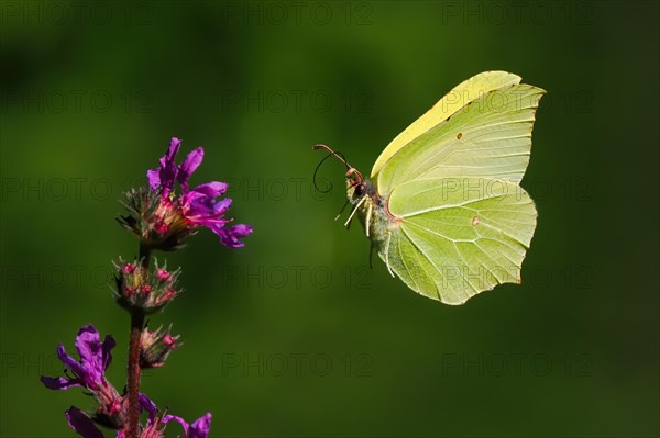 Brimstone