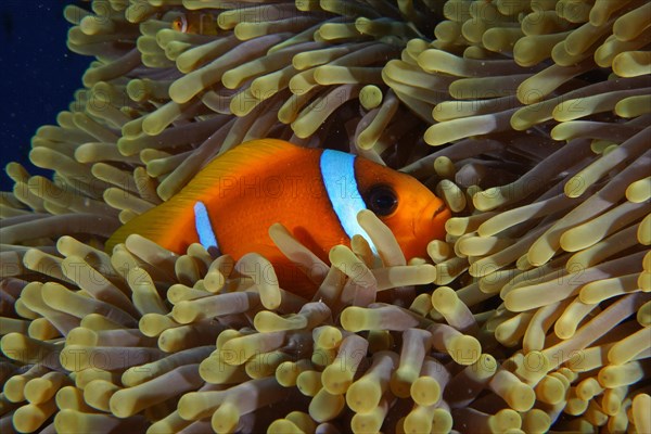 Red sea clownfish