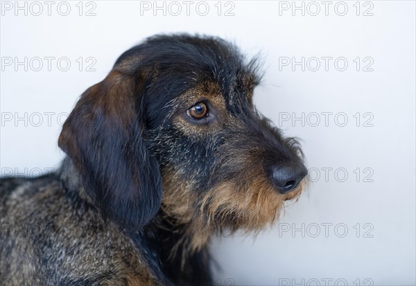 Rough-haired dachshund