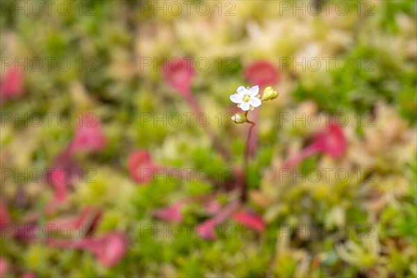 Common sundew