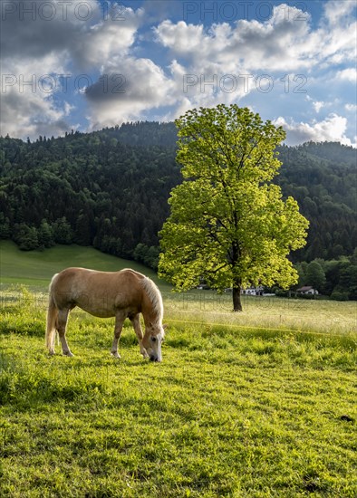 Haflinger horse