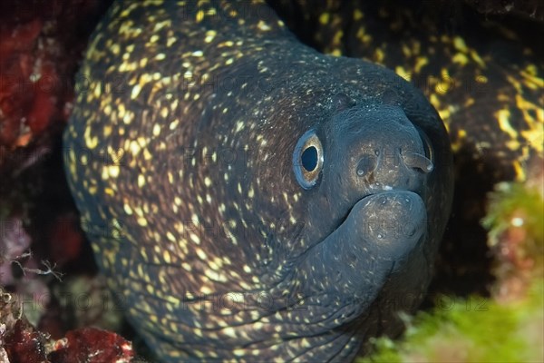 Close-up of head of Mediterranean moray