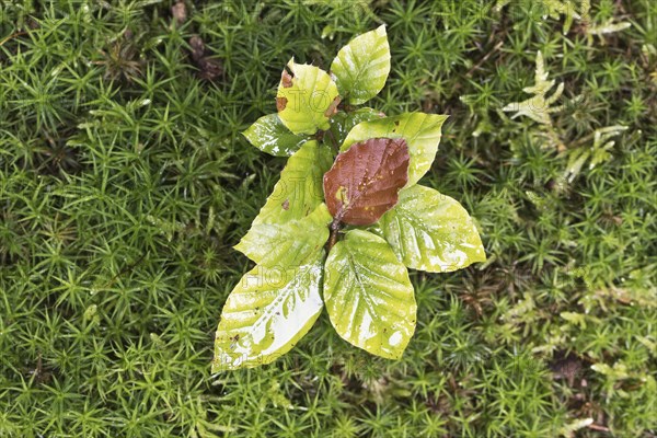 Young copper beech