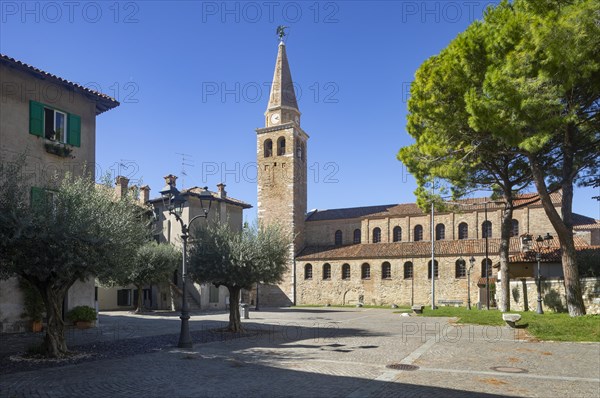 Olive trees at Campo Patriarca Elia with Basilica Sant Eufemia