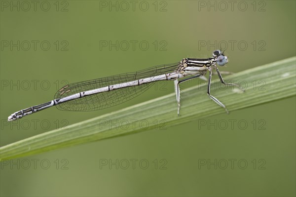 Feather damselfly