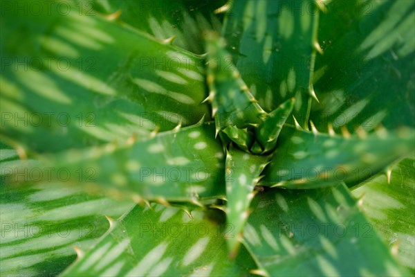 Soap Aloe aka African Aloe aka Zebra Aloe aka Aloe