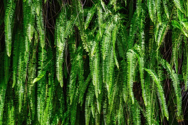 Nephrolepis cordifolia aka Ladder fern