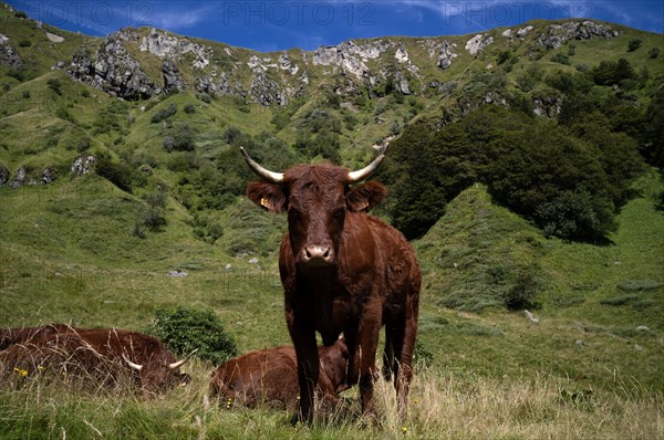 Salers cattle