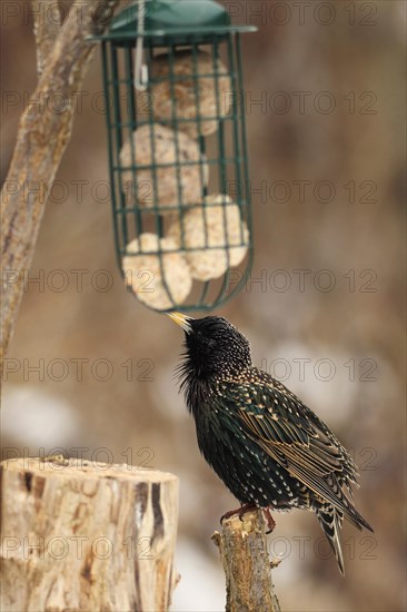 Common starling