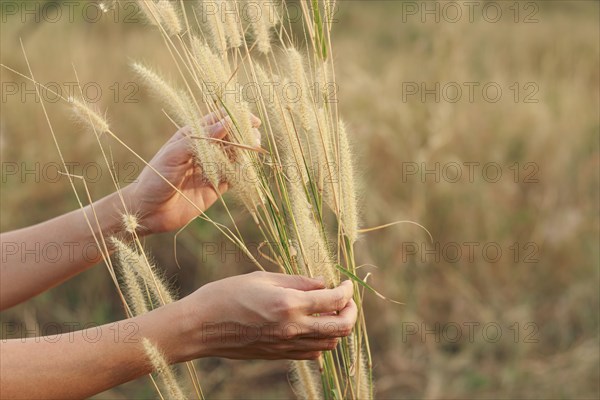 Close up of hands harvesting foxtail grass in the meadow