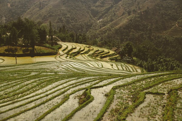 Terraced rice paddy and mountains in Lao Cai
