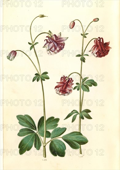 European columbine