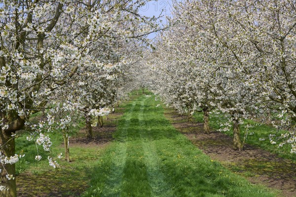 Cherry tree