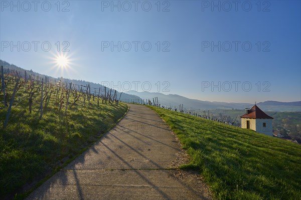 Vineyard path