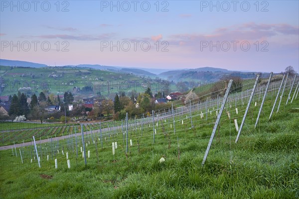 Vineyards