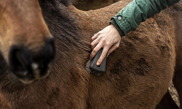 Close up hand brushing horse