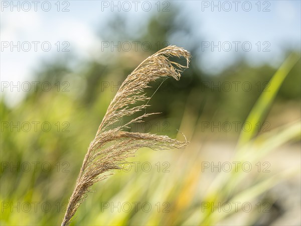 Common reed