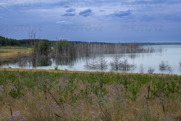 Trees planted for the recultivation of Lake Senftenberg