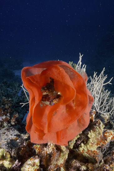 Spawn of Spanish Dancer