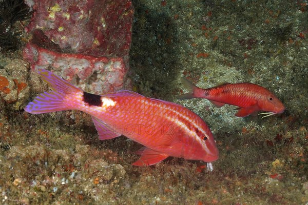 Two spot goatfish