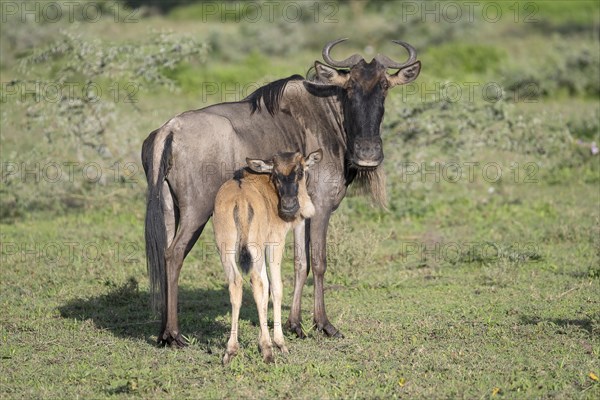 Wildebeest