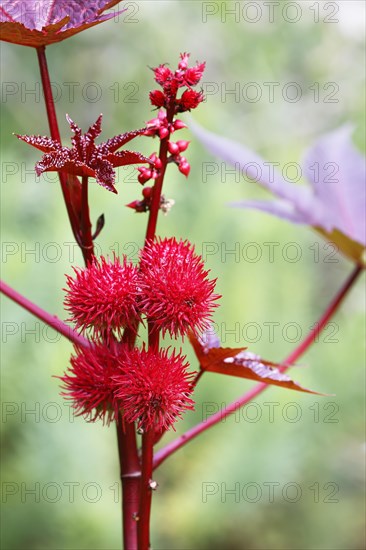 Castor oil plant