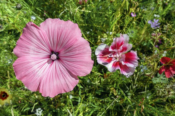 Summer meadow with annual mallow