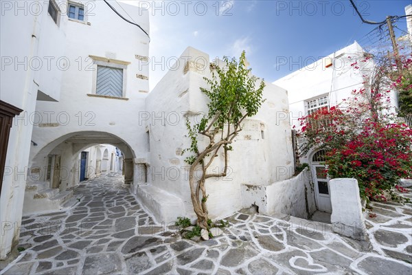 White Cycladic houses with bougainvillea