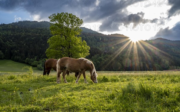 Haflinger horses