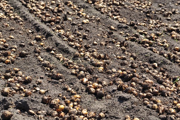 Potato field