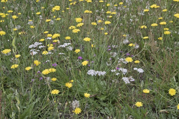 Wildflower meadow with hawkweed