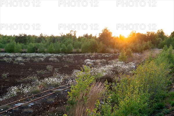 Renaturation in the moor