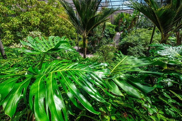 Interior view of the cold house Estufa Fria is a greenhouse with gardens