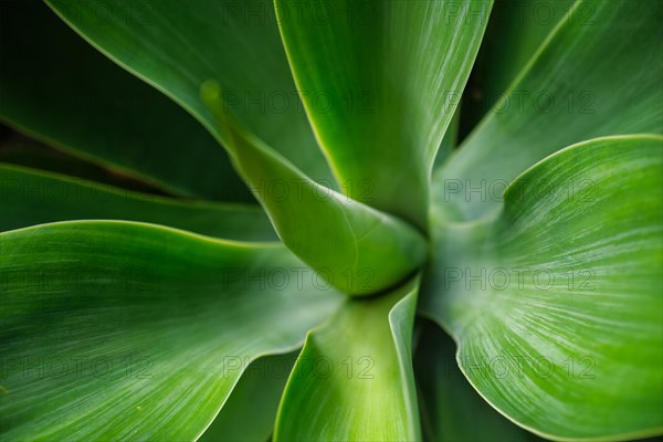 aka foxtail agave or lion's tail