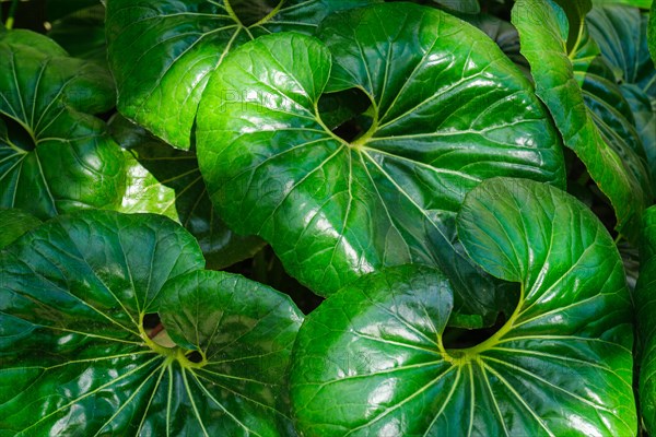 Leopard plant Farfugium japonicum Giganteum leaves top view close up texture