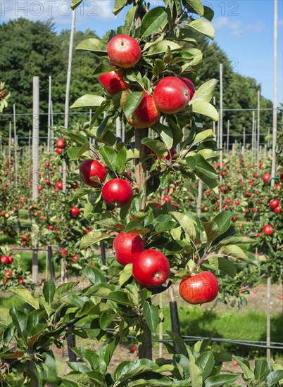 Apple plantation of Discovery apples in Oesterlen fruit district