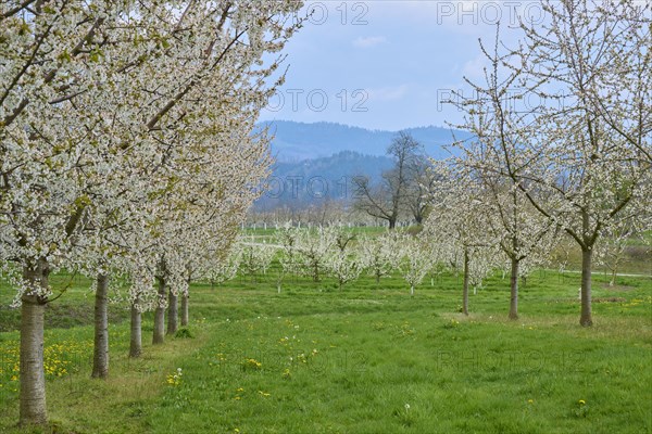 Cherry tree