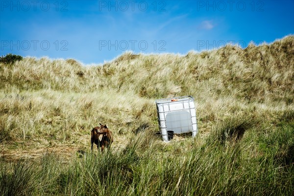 Chained goat in the dunes of Terschelling